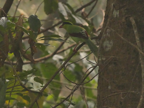 Common Green Magpie (Cissa chinensis), photo 5