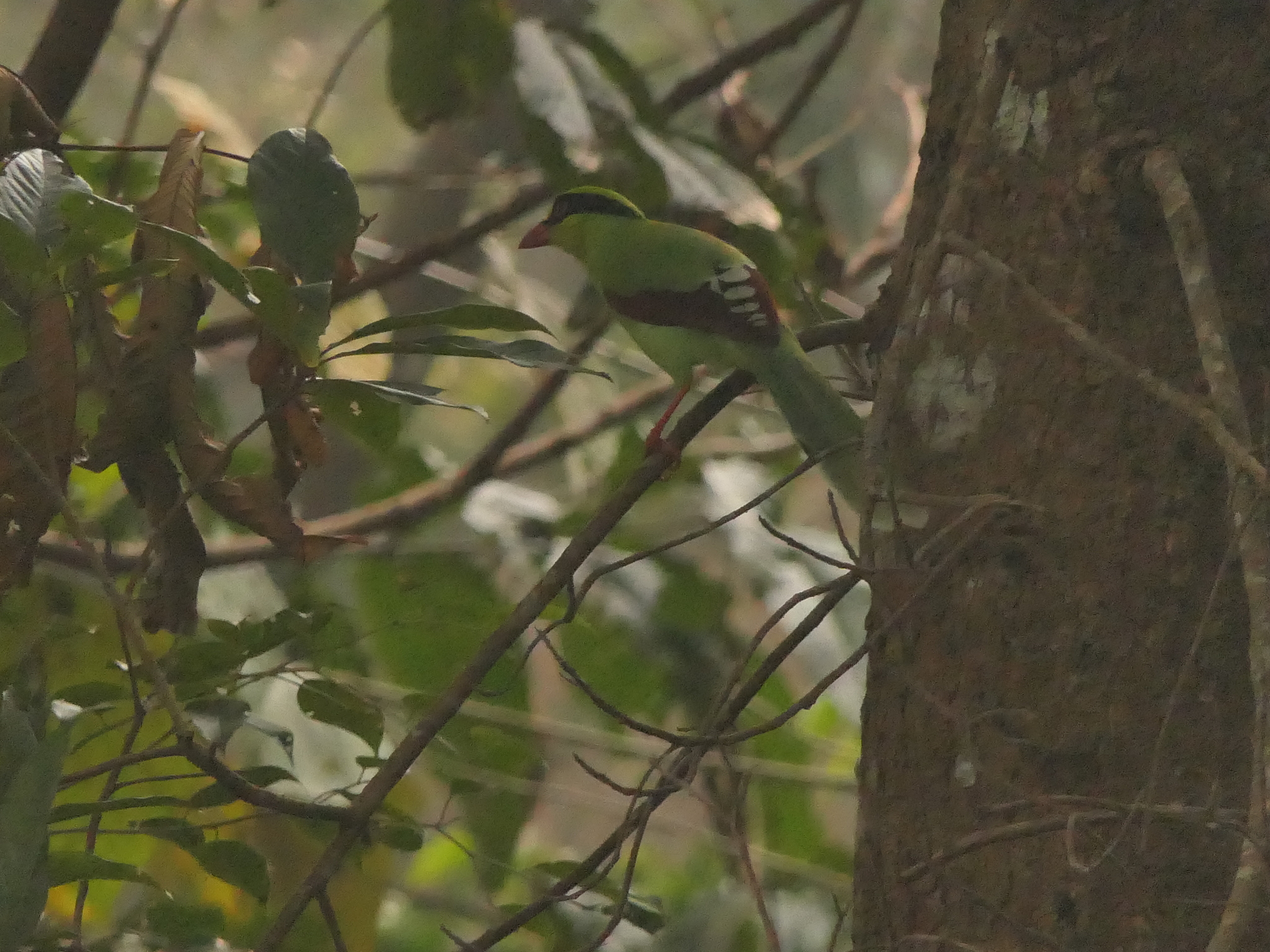 Common Green Magpie (Cissa chinensis), photo 9