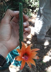 Disocactus aurantiacus