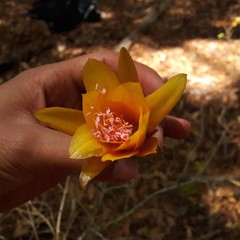 Disocactus aurantiacus