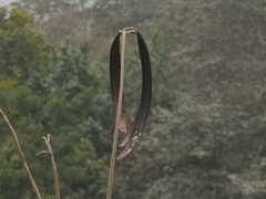 Oroxylum indicum, photograph Sagnik Dutta Roy, CC BY, iNaturalist via GBIF