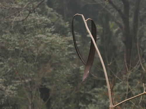 Oroxylum indicum, photograph 3