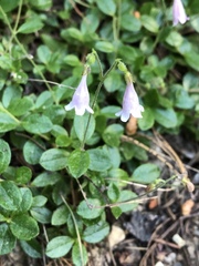 Linnaea borealis longiflora