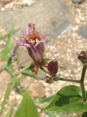 Tricyrtis
