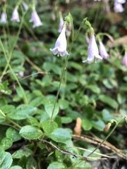 Linnaea borealis longiflora