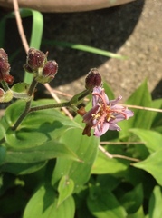Tricyrtis