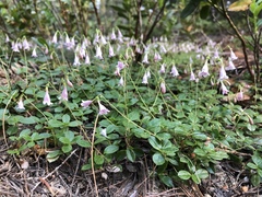 Linnaea borealis longiflora