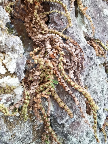 Polystichum craspedosorum iNat (2)