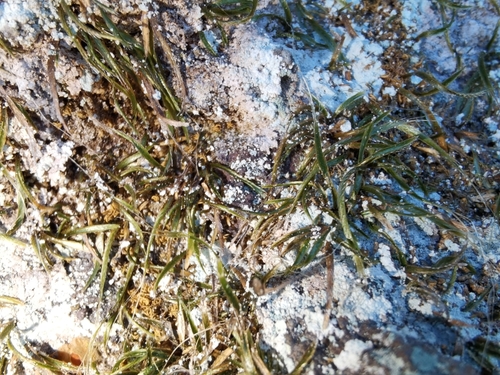 Bryoxiphium japonicum observed 2025-02-02