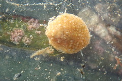 Littorinimorpha