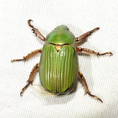 Chrysina lecontei