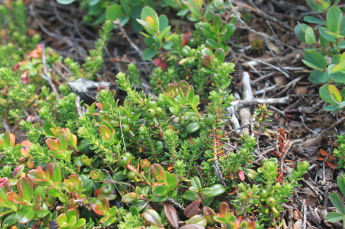 Image of Purple Crowberry (Empetrum atropurpureum) by no rights reserved