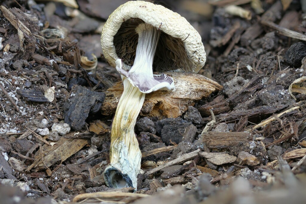 Psilocybe cubensis · February 2025 · photo: © rotceh_dnih (iNaturalist, cc-by)