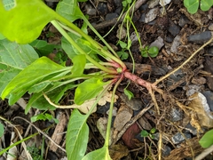 Rumex hypogaeus
