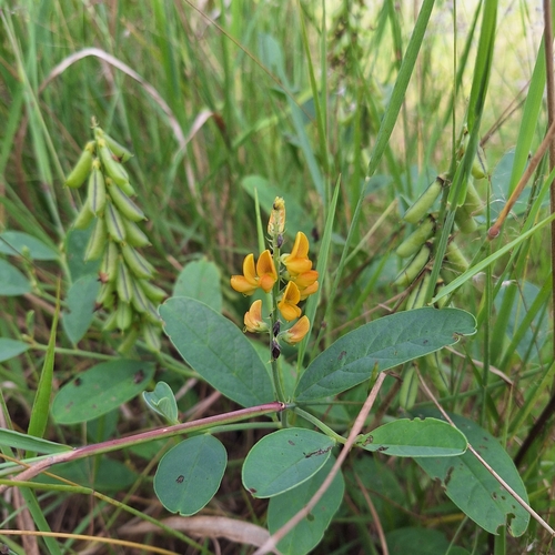Image of Crotalaria mitchellii by (c) Greg Tasney, some rights reserved (CC BY-SA)