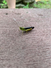 Megaulacobothrus aethalinus