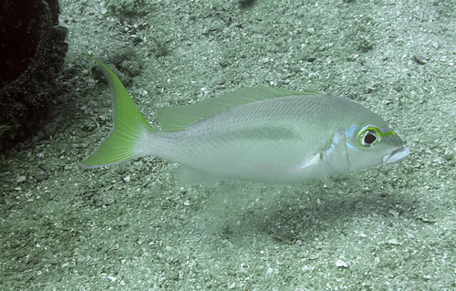 Barred-face spine-cheek (Scolopsis monogramma) — Nemipteridae — 4