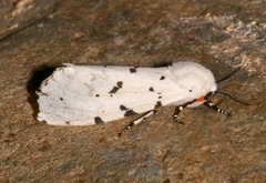 Estigmene albida