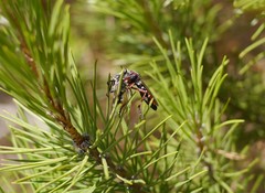 Dasypogon