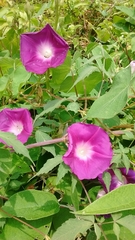 Ipomoea orizabensis