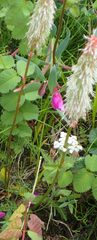 Sanguisorba stipulata