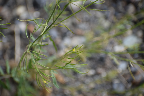 Northern tansymustard (Descurainia sophioides)