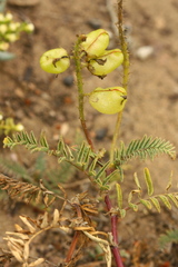 Astragalus nuttallii virgatus