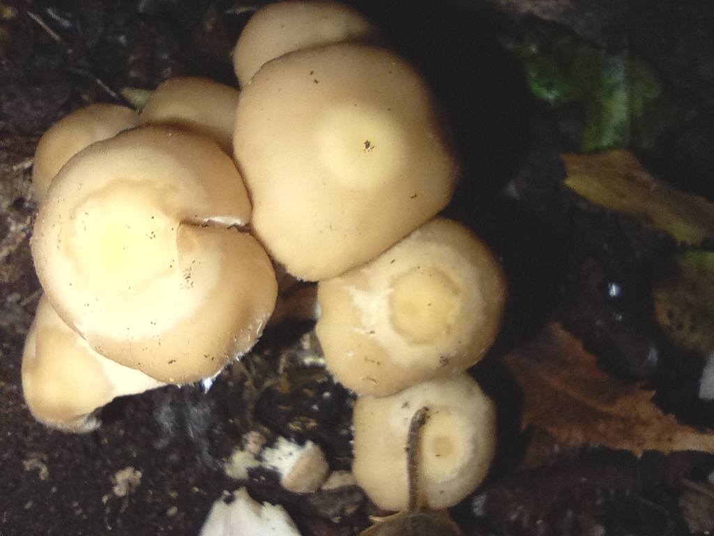 Candolleomyces candolleanus