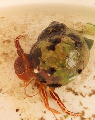 Elassochirus tenuimanus