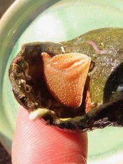 Elassochirus tenuimanus