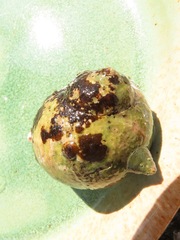 Elassochirus tenuimanus