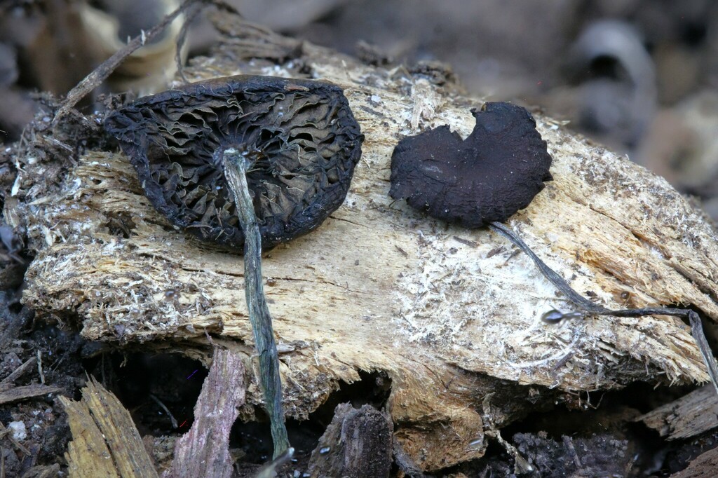 Psilocybe samuiensis · February 2025 · photo: © rotceh_dnih (iNaturalist, cc-by)