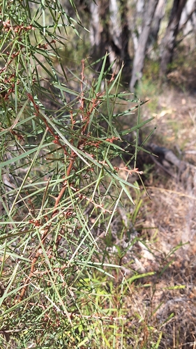 Image of Hakea carinata by no rights reserved