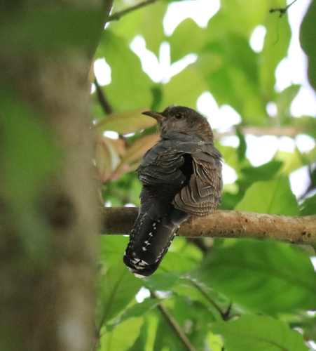 Lesser Cuckoo (Cuculus poliocephalus), photo 8