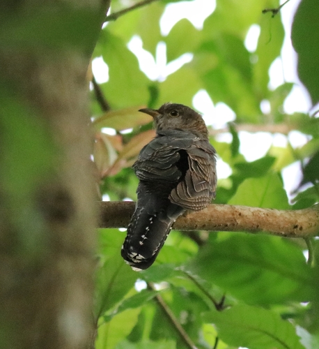 Lesser Cuckoo (Cuculus poliocephalus), photo 9