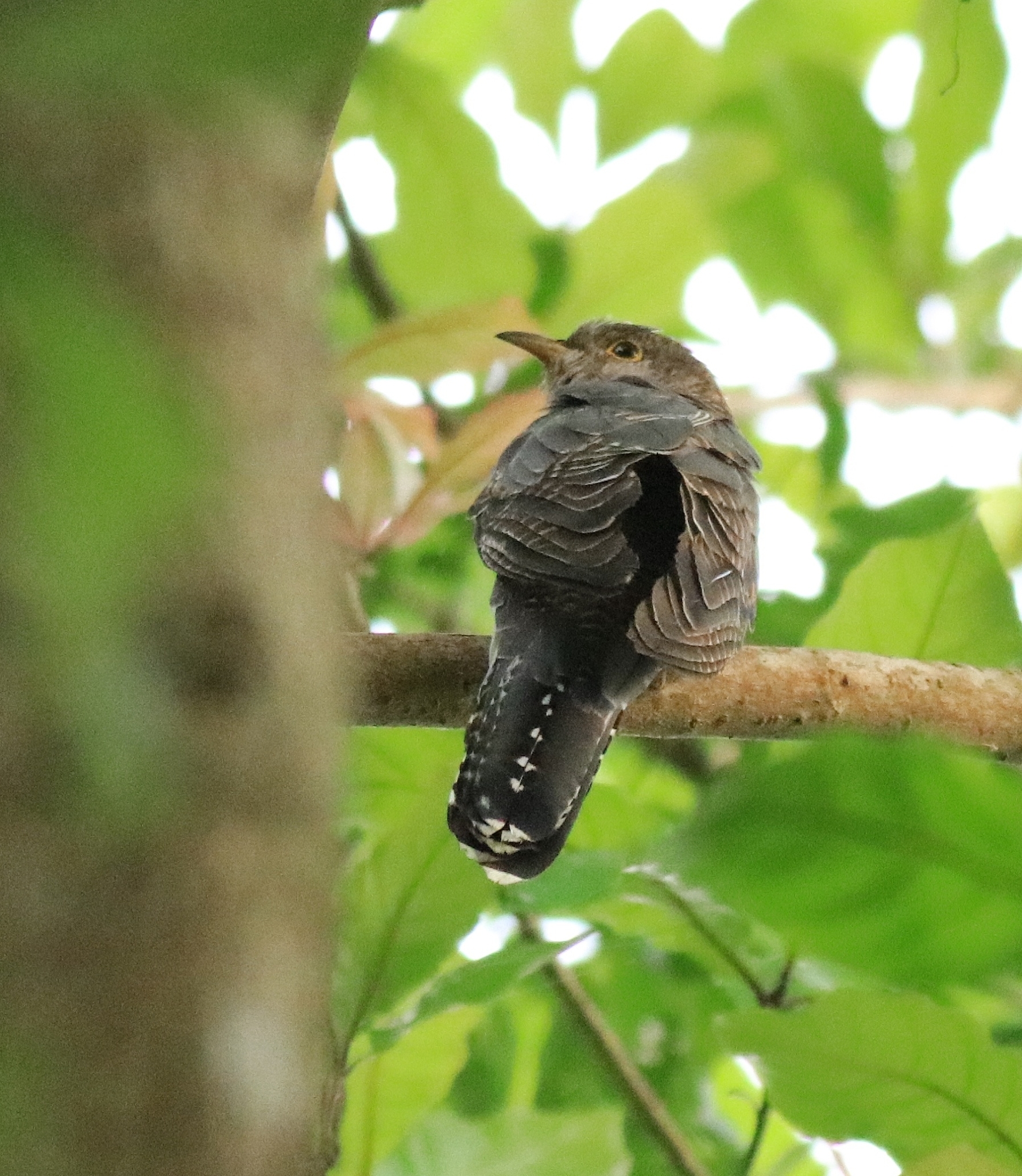 Lesser Cuckoo