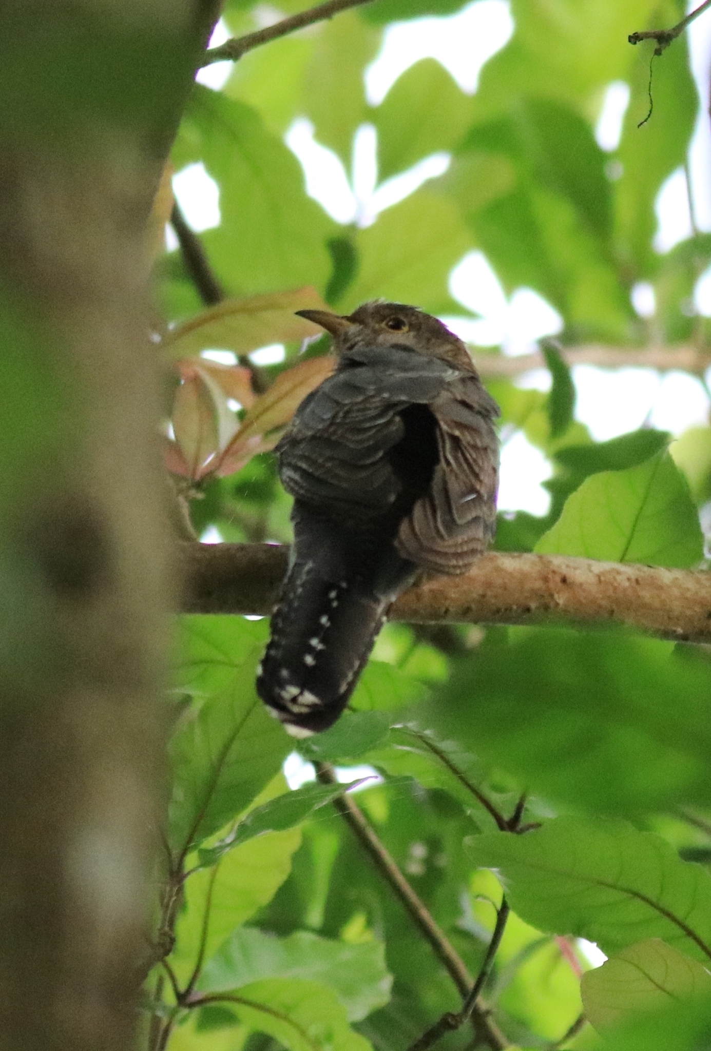 Lesser Cuckoo