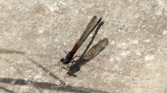 Hetaerina americana