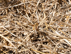 Paravilla edititoides