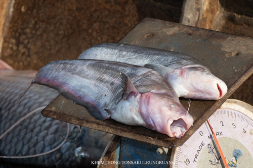 Mekong sheatfish (Hemisilurus mekongensis) — Siluridae