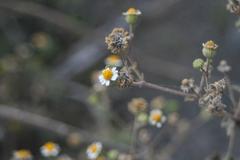 Perityle microglossa