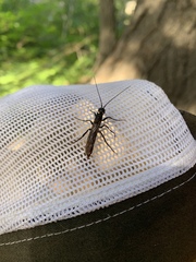 Xeris indecisus