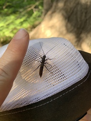Xeris indecisus