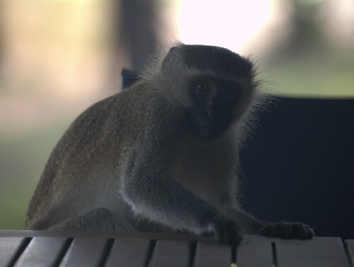 Vervet Monkey