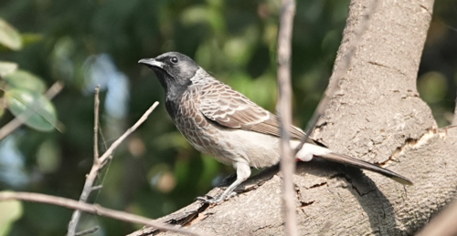 Red-vented Bulbul