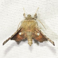 Dysodia granulata