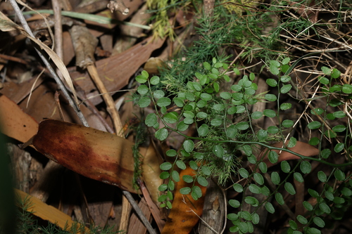 Image of Capparis sarmentosa by (c) Greg Tasney, some rights reserved (CC BY-SA)