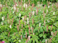 Sanguisorba stipulata
