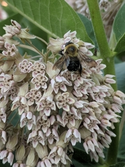 Bombus griseocollis