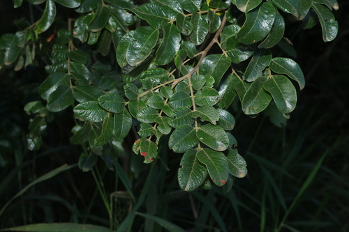 Image of Cassia tomentella by (c) Greg Tasney, some rights reserved (CC BY-SA)